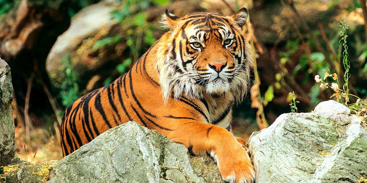 Essay on Tiger for Children and Students