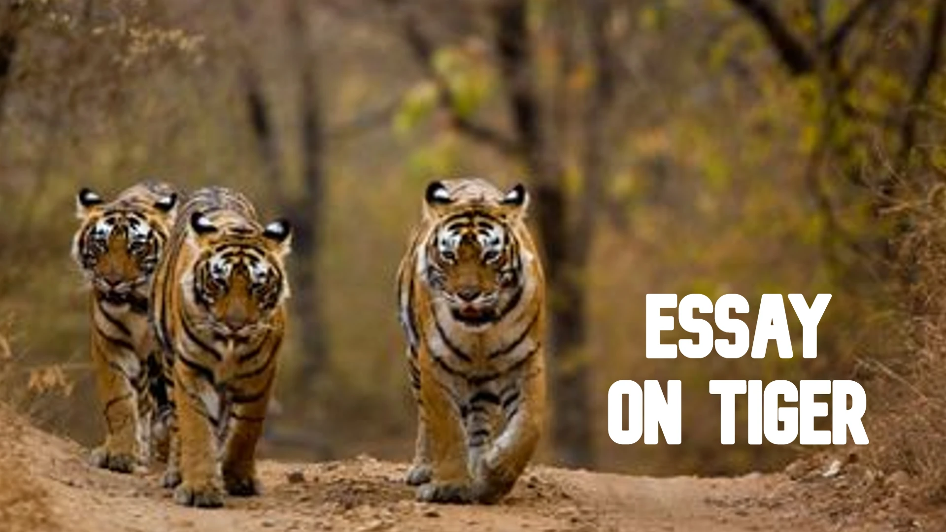 Essay on Tiger